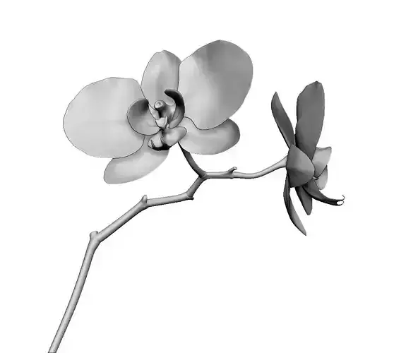 Orchid two orchids on stem 3D model