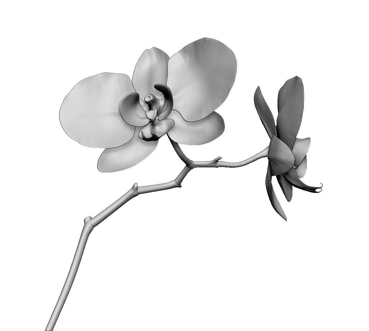 Orchid two orchids on stem 3D model_0