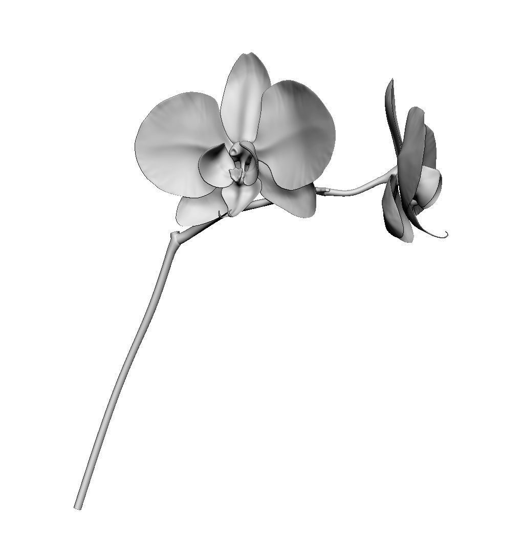 Orchid two orchids on stem 3D model_2