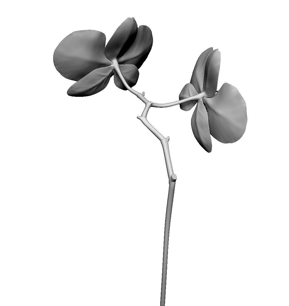 Orchid two orchids on stem 3D model_4