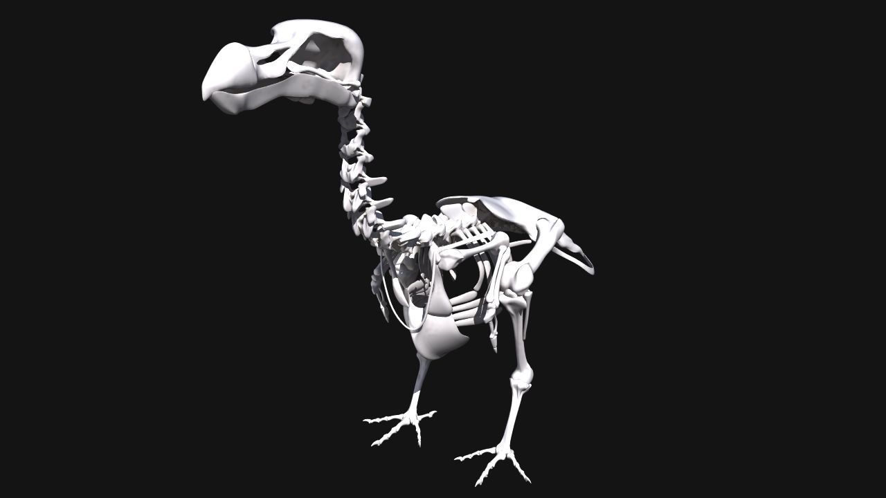 Dodo Skeleton 3D print model_5