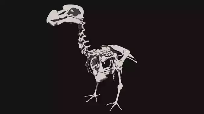 Dodo Skeleton 3D print model