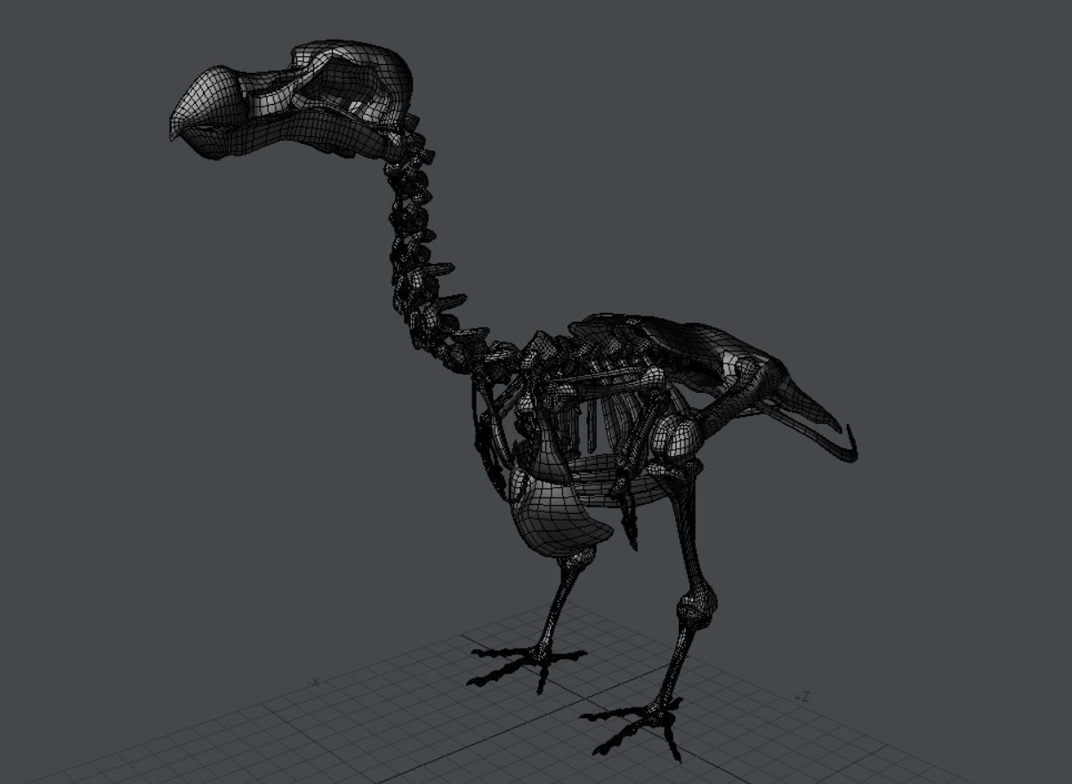 Dodo Skeleton 3D print model_3