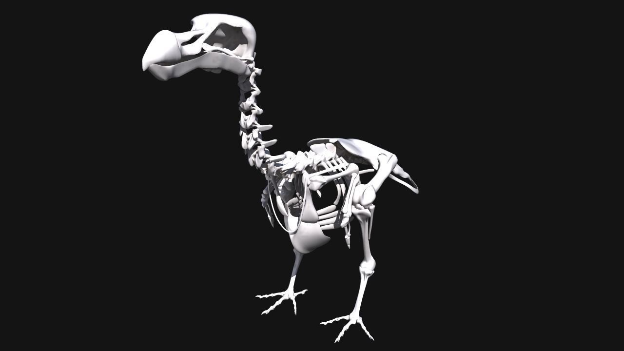 Dodo Skeleton 3D print model_4