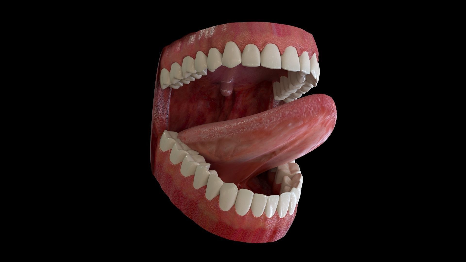 Teeth and Mouth 3D model_7