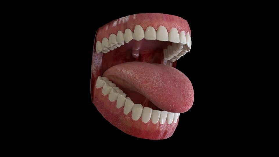 Teeth and Mouth 3D model_8