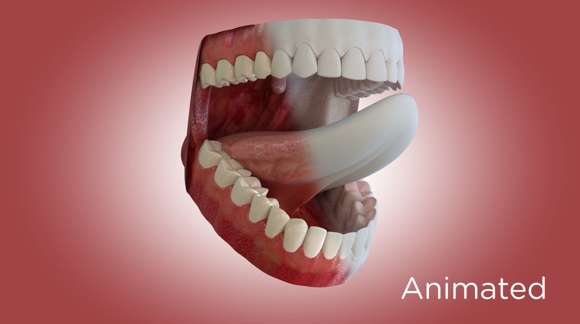 Teeth and Mouth 3D model_6