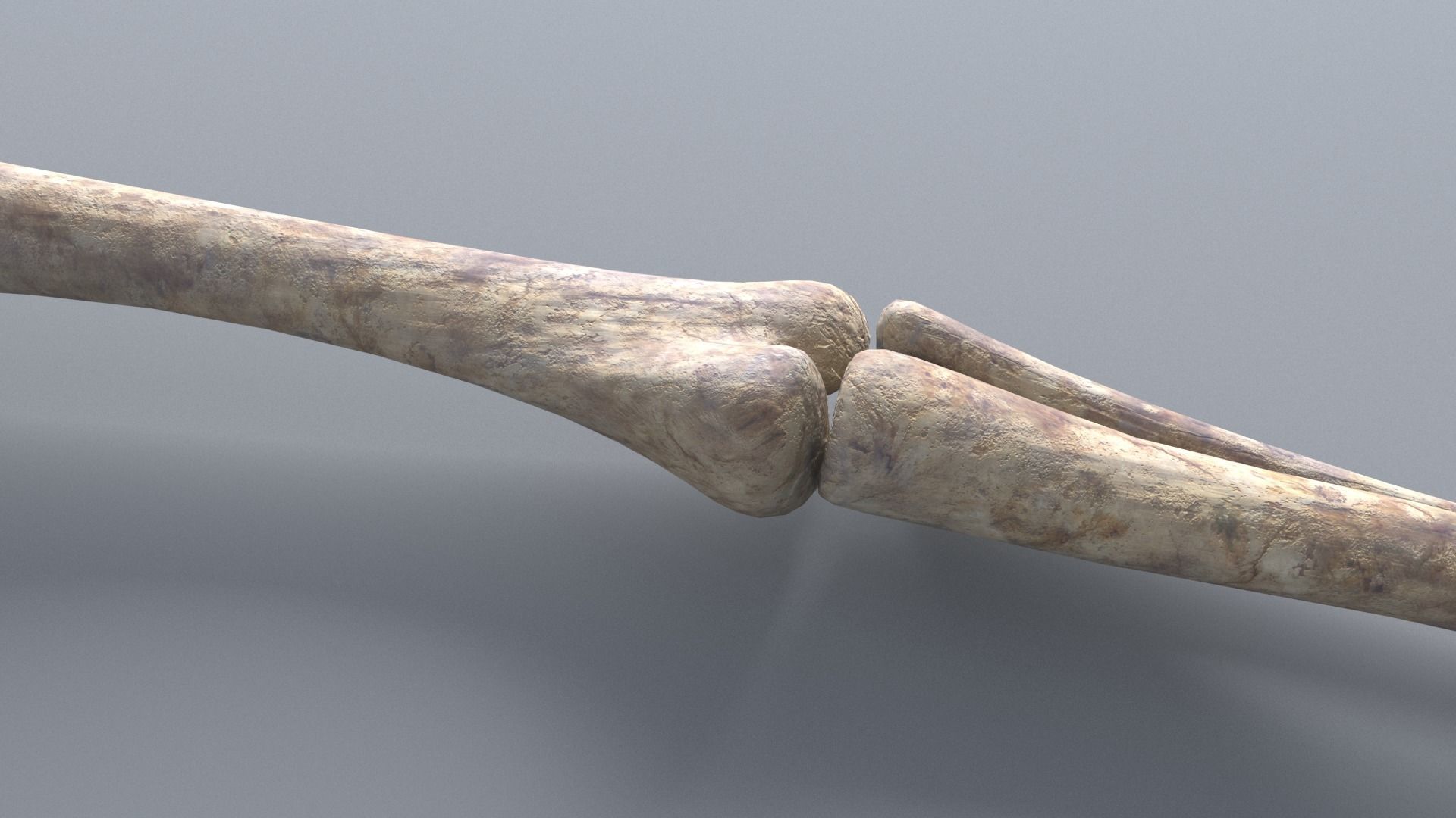 Skeleton Hand 3D model_3