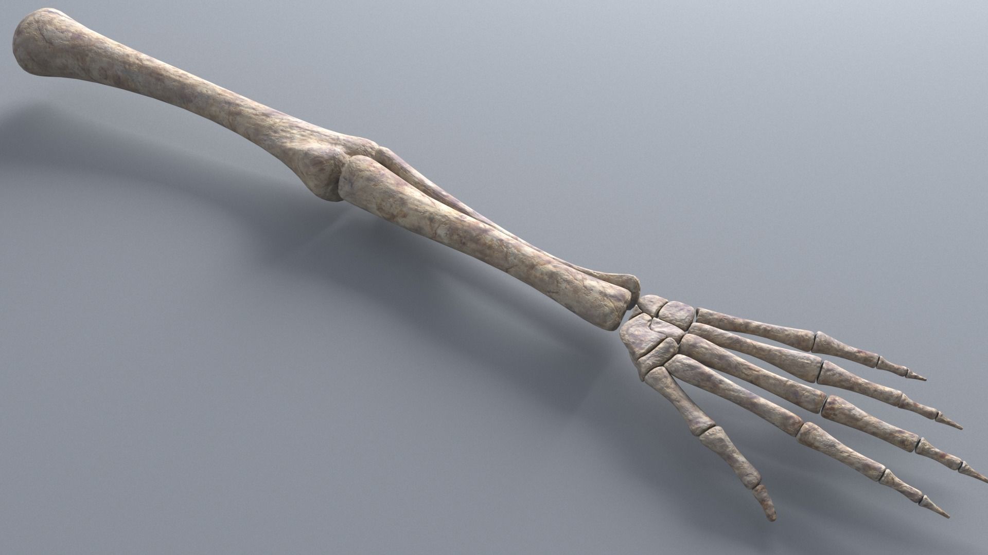 Skeleton Hand 3D model_0