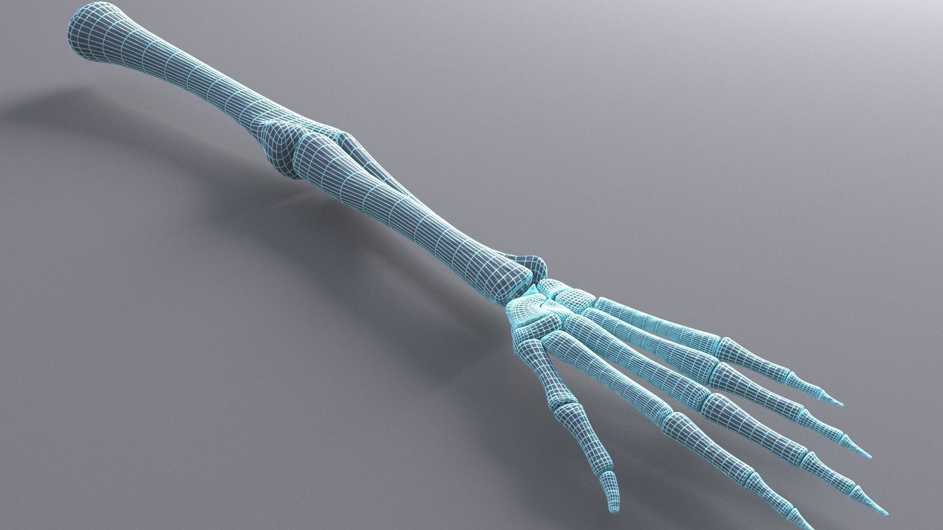 Skeleton Hand 3D model_6