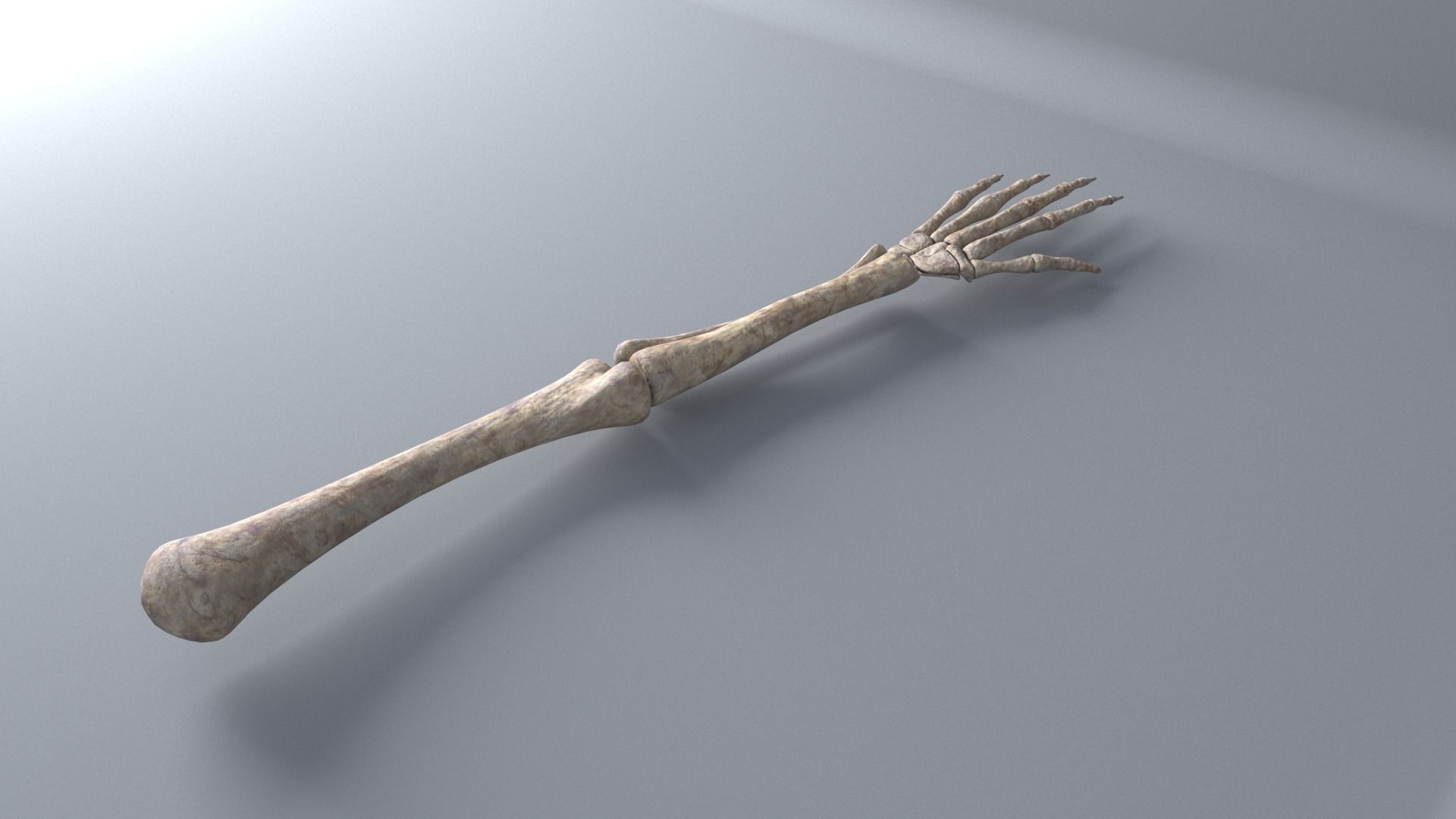 Skeleton Hand 3D model_2