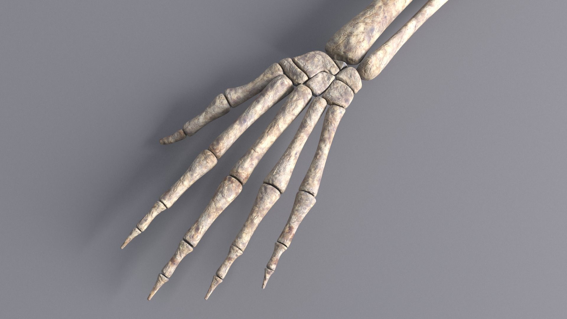 Skeleton Hand 3D model_1
