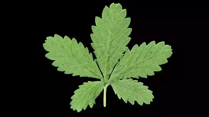 Plant leaf