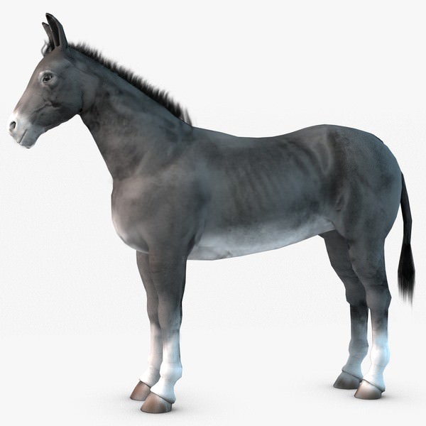 Donkey two donkeys 3D model_1