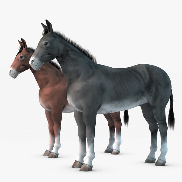 Donkey two donkeys 3D model_2