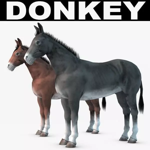 Donkey two donkeys 3D model_0