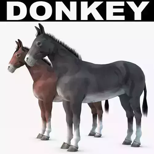Donkey two donkeys 3D model
