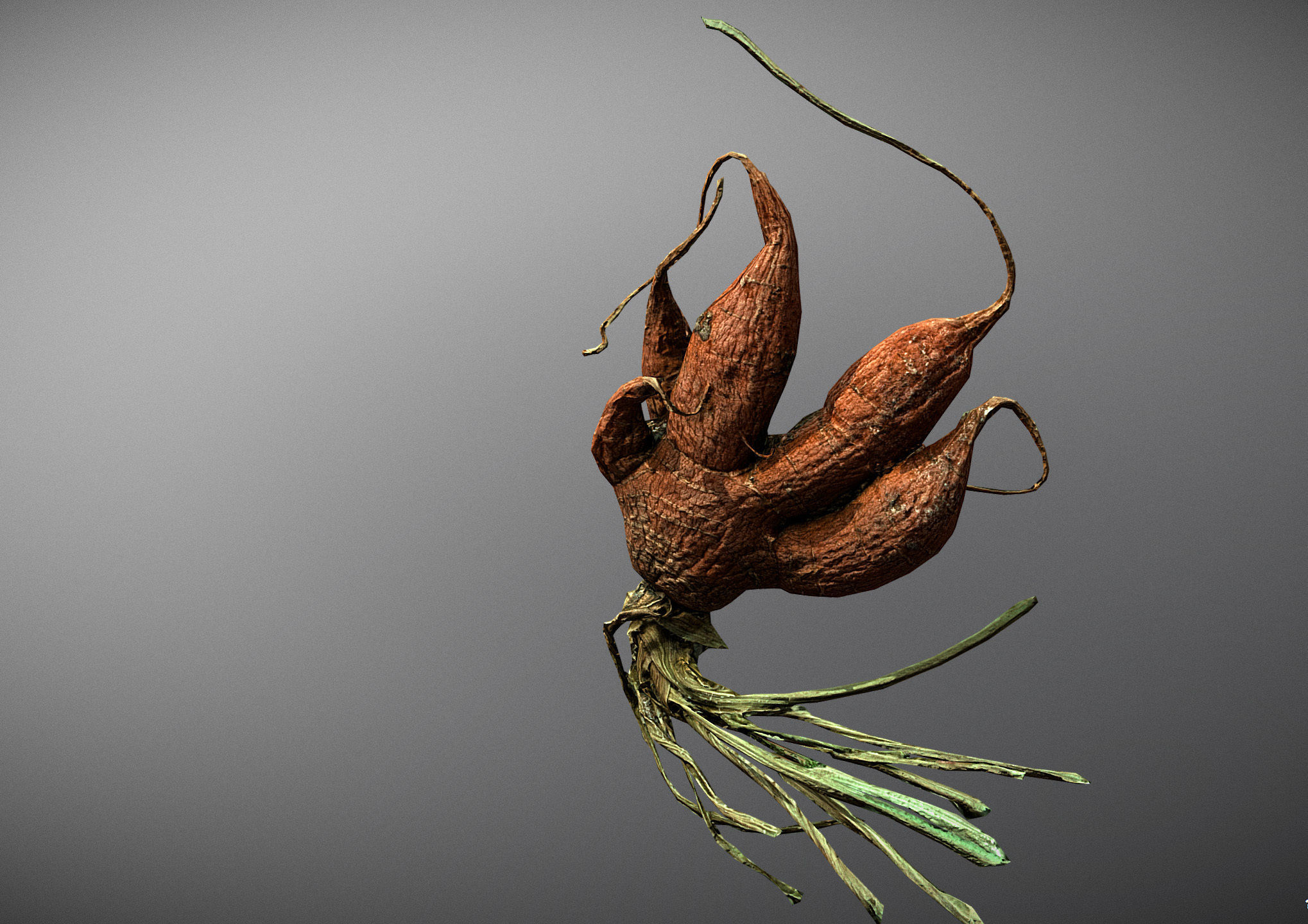 Old five steam carrot root Low-poly 3D model_2