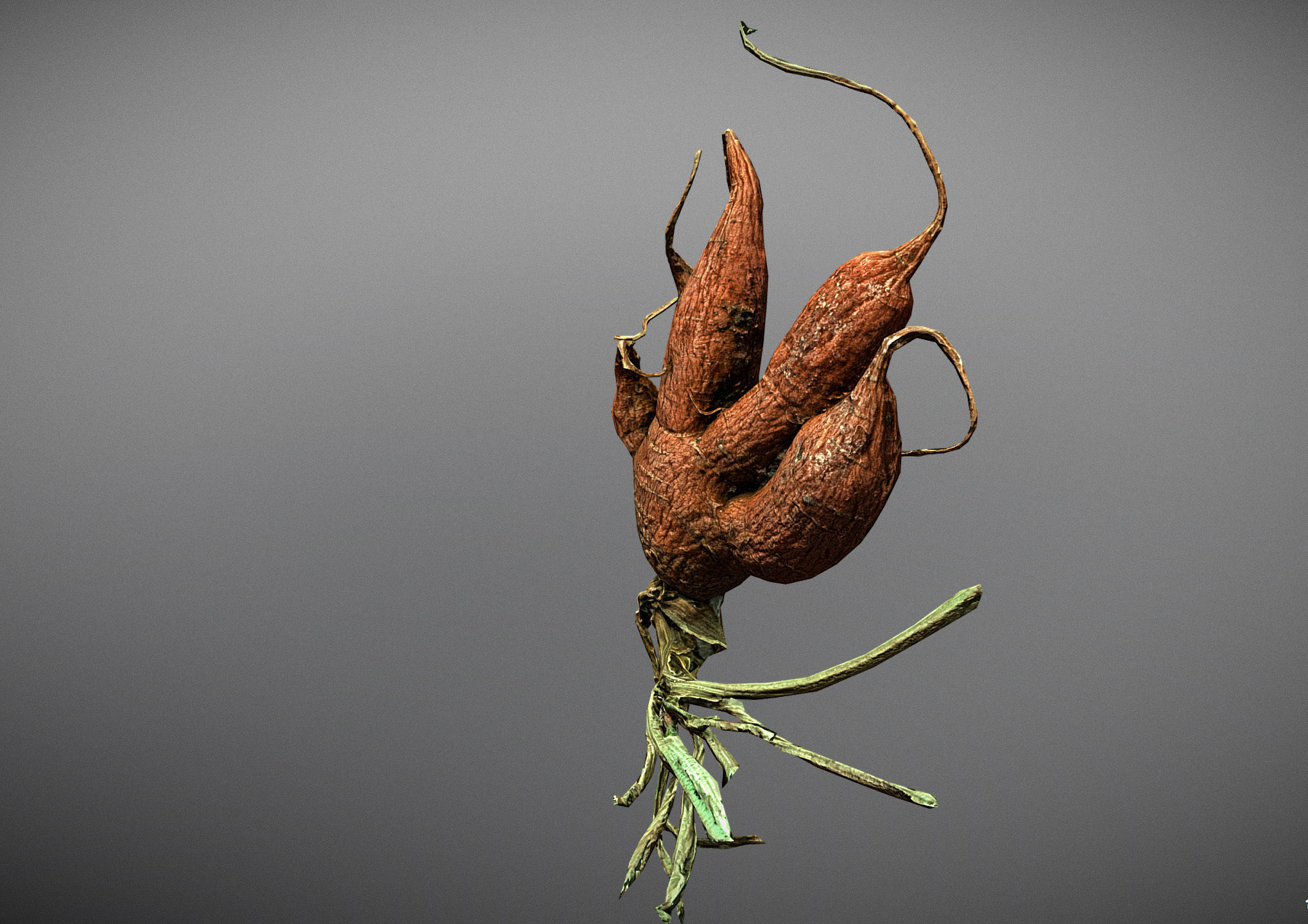 Old five steam carrot root Low-poly 3D model_4
