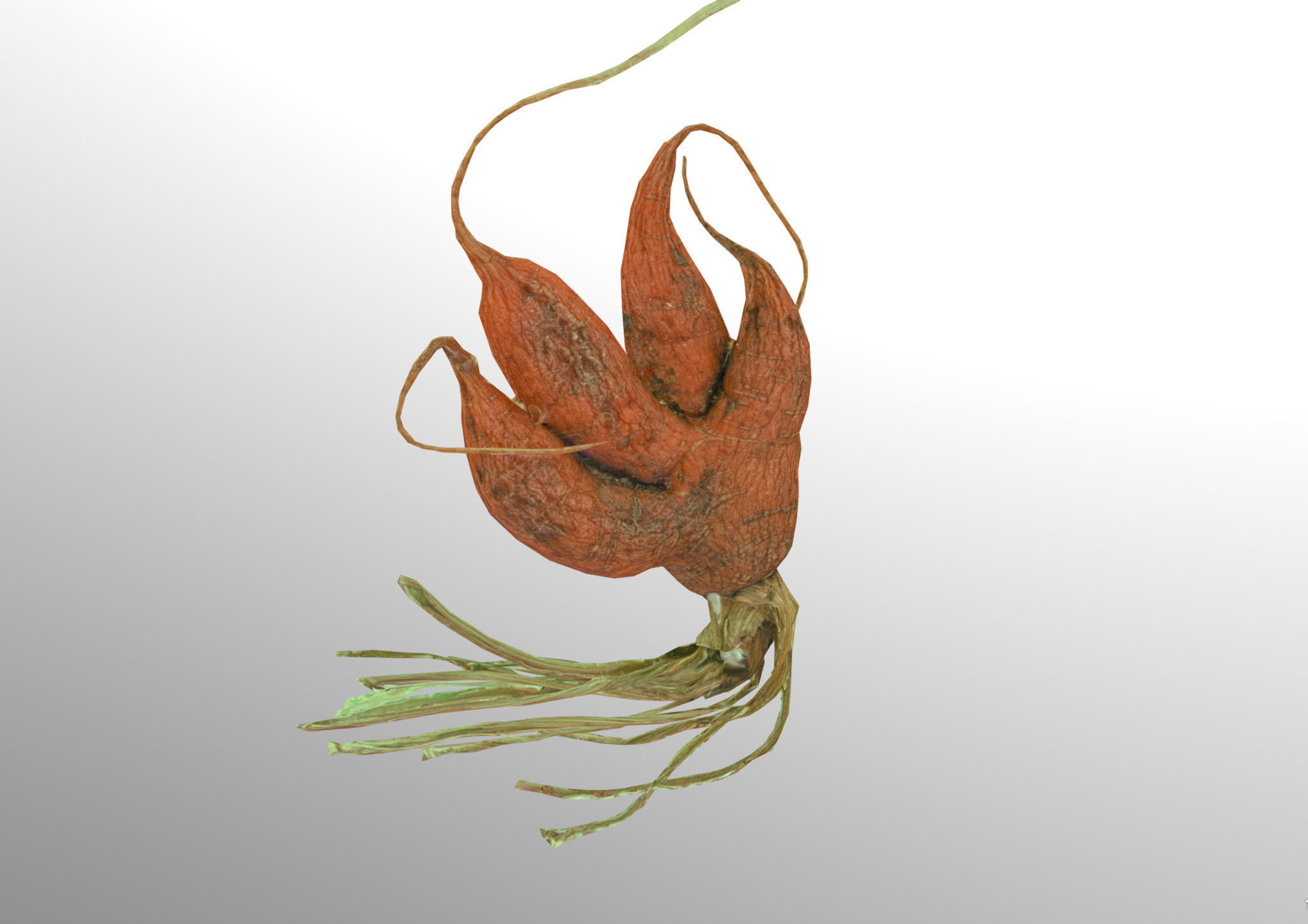 Old five steam carrot root Low-poly 3D model_13