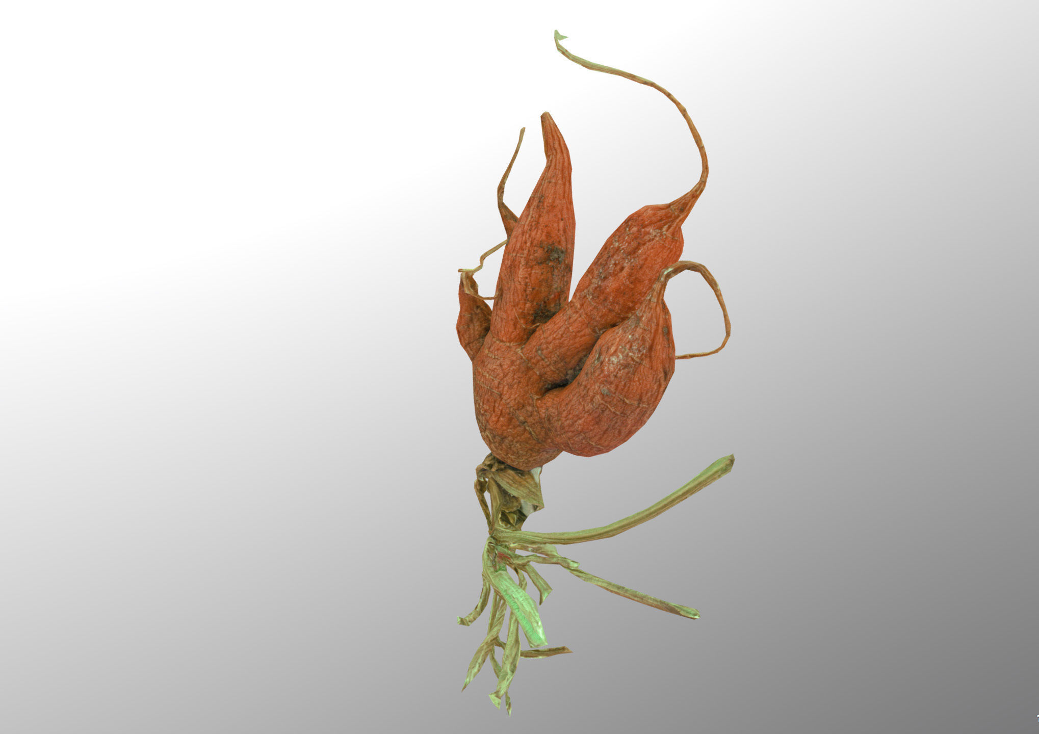 Old five steam carrot root Low-poly 3D model_8