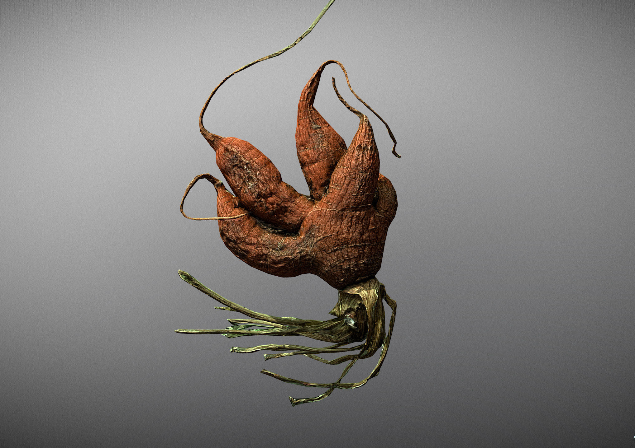 Old five steam carrot root Low-poly 3D model_6