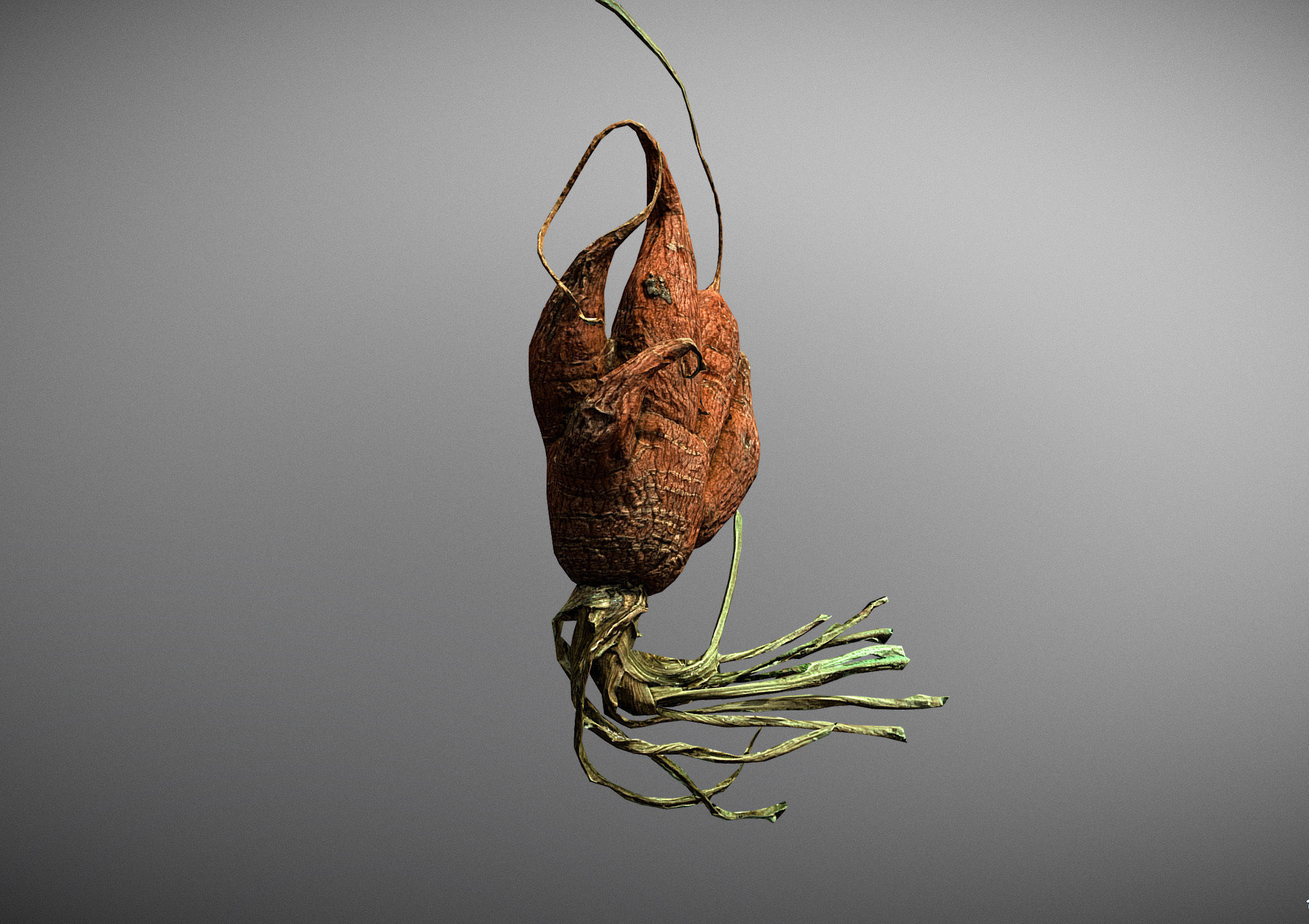Old five steam carrot root Low-poly 3D model_9