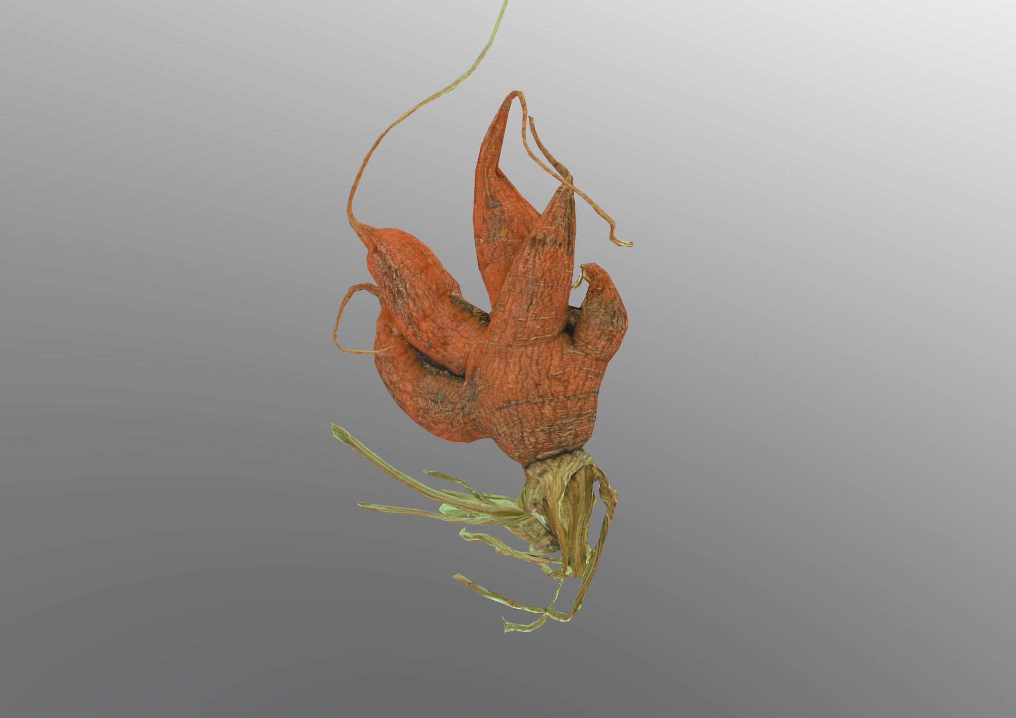 Old five steam carrot root Low-poly 3D model_11