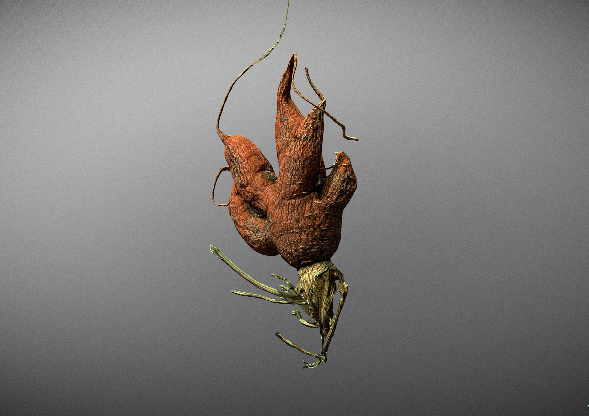 Old five steam carrot root Low-poly 3D model_5