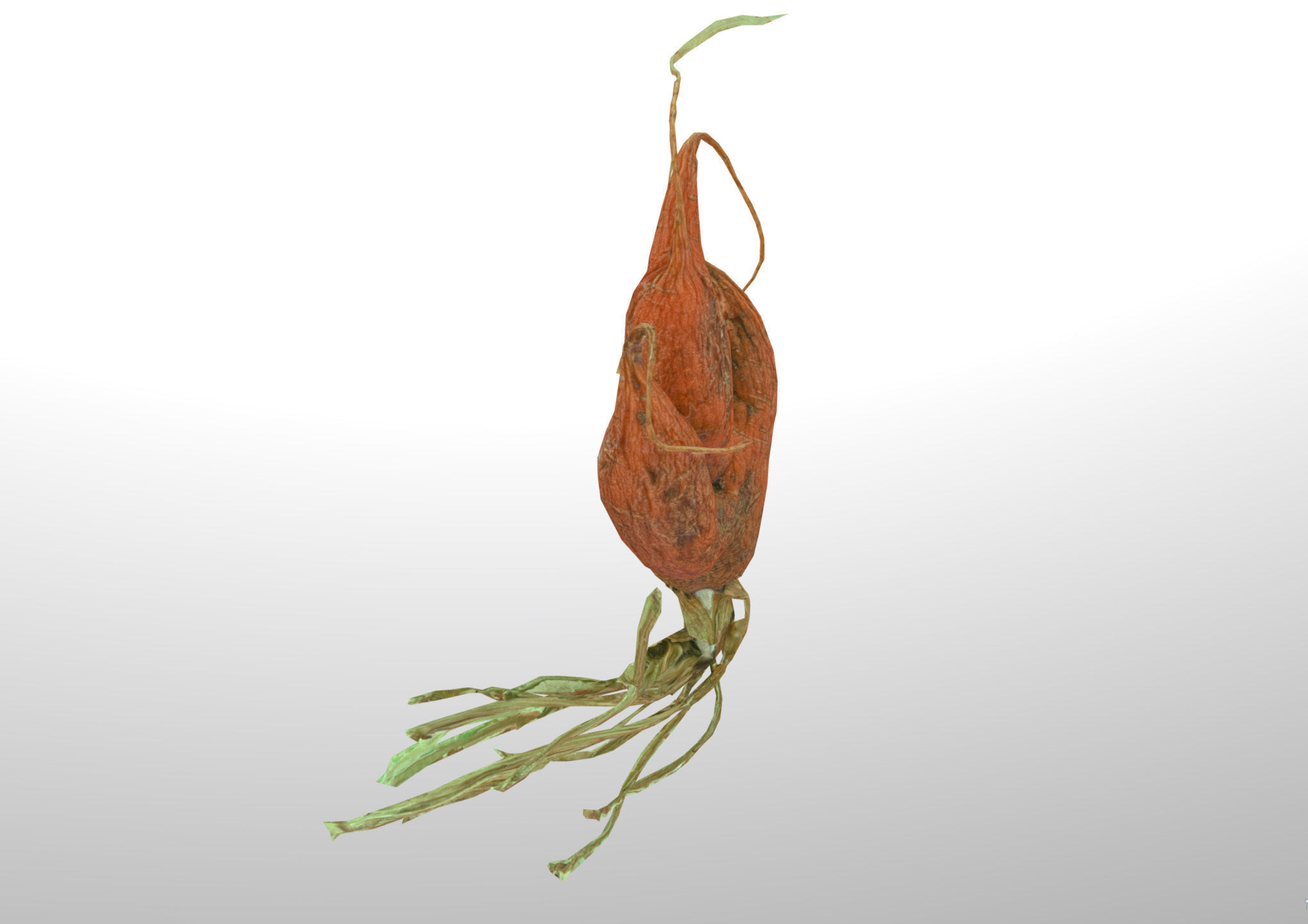 Old five steam carrot root Low-poly 3D model_10