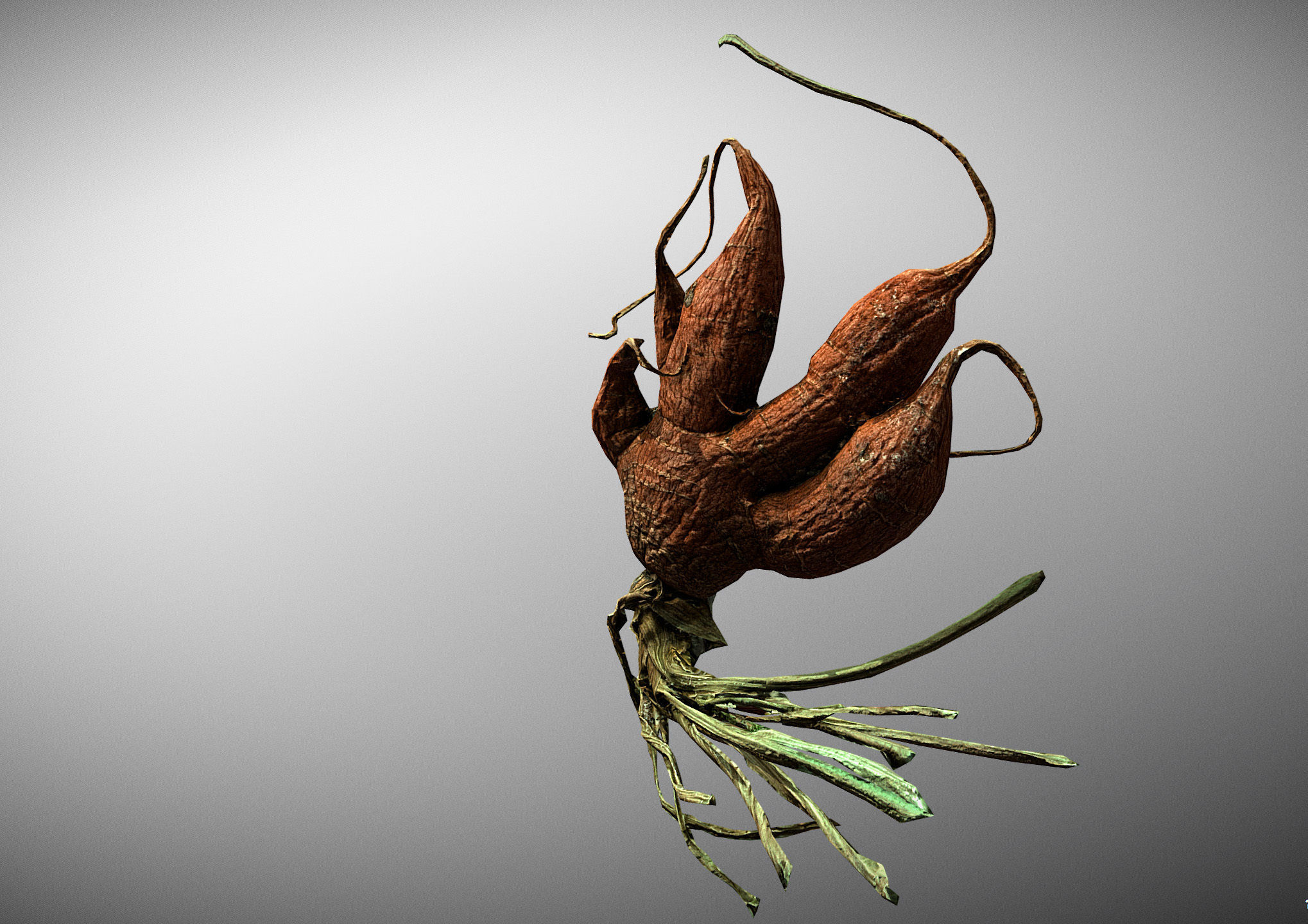 Old five steam carrot root Low-poly 3D model_3