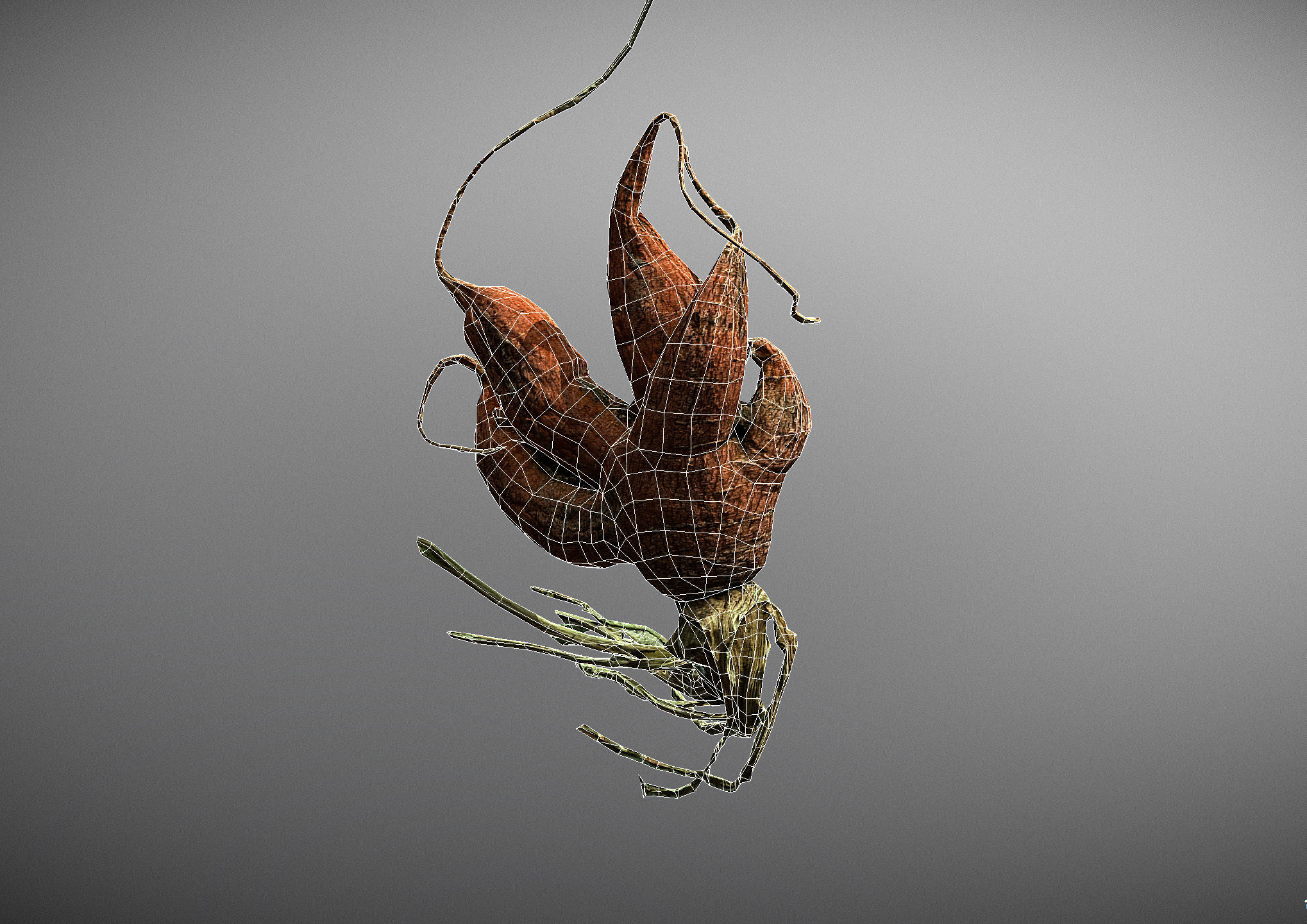 Old five steam carrot root Low-poly 3D model_28