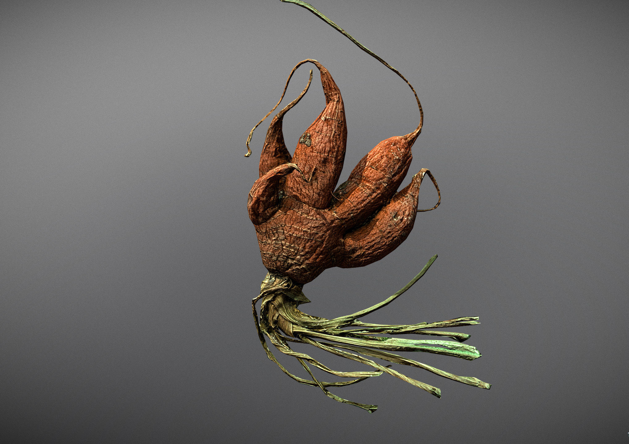 Old five steam carrot root Low-poly 3D model_7