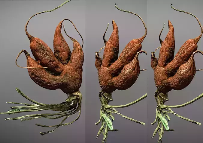 Old five steam carrot root Low-poly 3D model