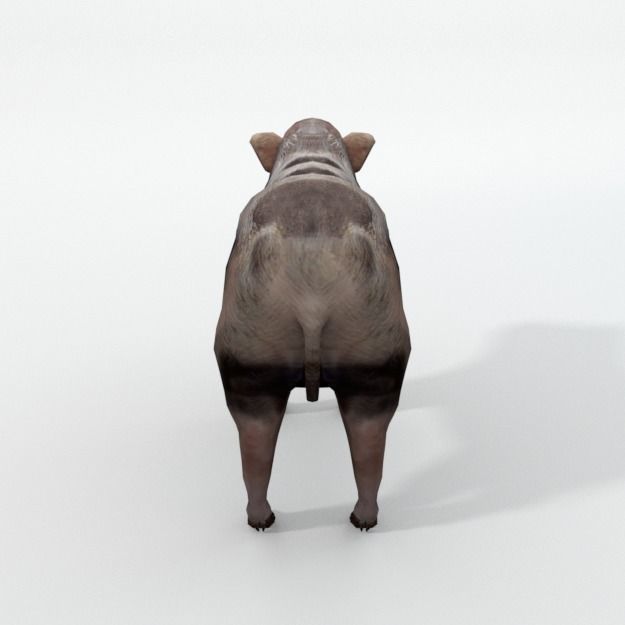 25 Farm - Domestic Animal Models Pack Low-poly 3D model_118