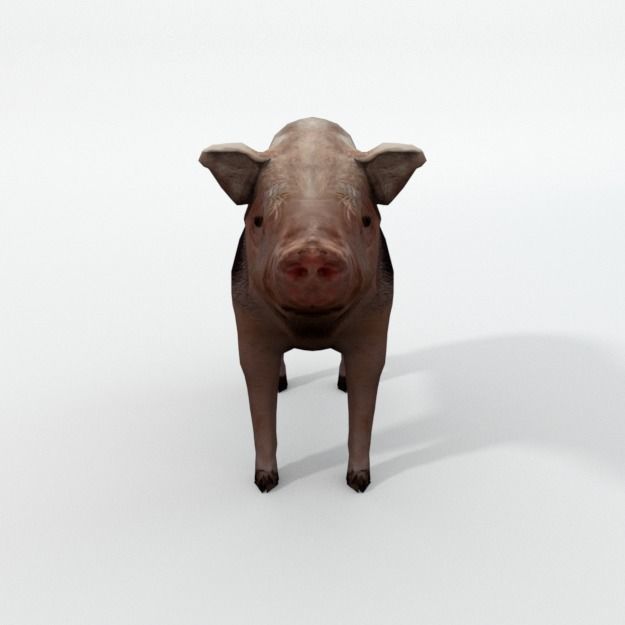 25 Farm - Domestic Animal Models Pack Low-poly 3D model_116