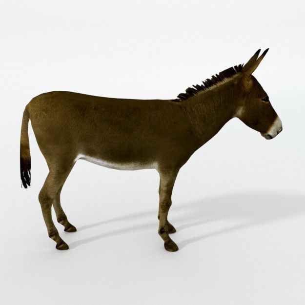 25 Farm - Domestic Animal Models Pack Low-poly 3D model_33