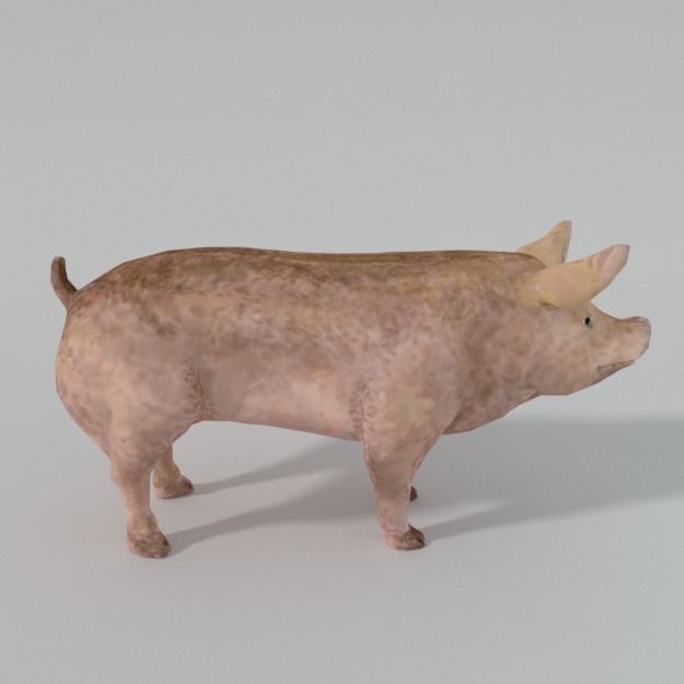 25 Farm - Domestic Animal Models Pack Low-poly 3D model_140