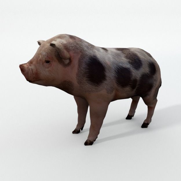 25 Farm - Domestic Animal Models Pack Low-poly 3D model_115