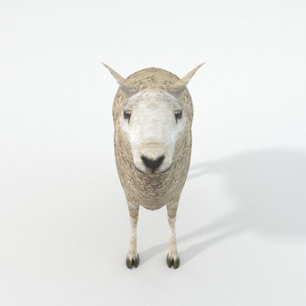 25 Farm - Domestic Animal Models Pack Low-poly 3D model_133