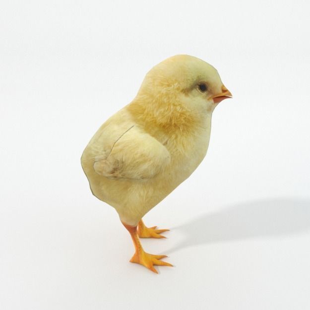 25 Farm - Domestic Animal Models Pack Low-poly 3D model_99