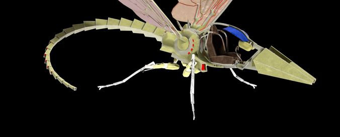 Insectride dragonfly Low-poly 3D model