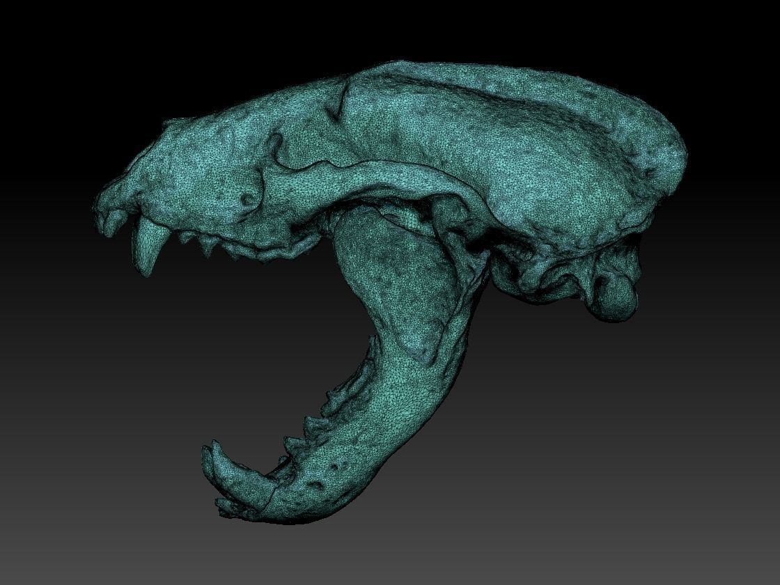Badger Skull with open jaw 3D model_4