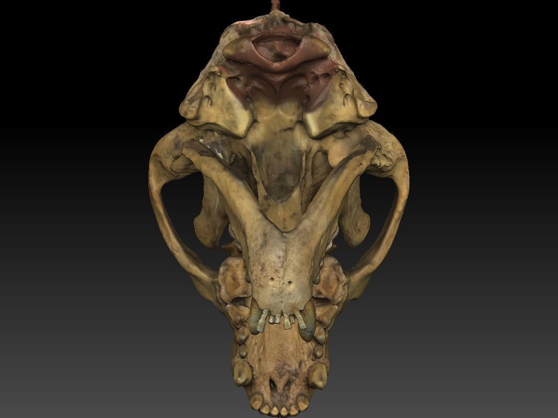 Badger Skull with open jaw 3D model_7
