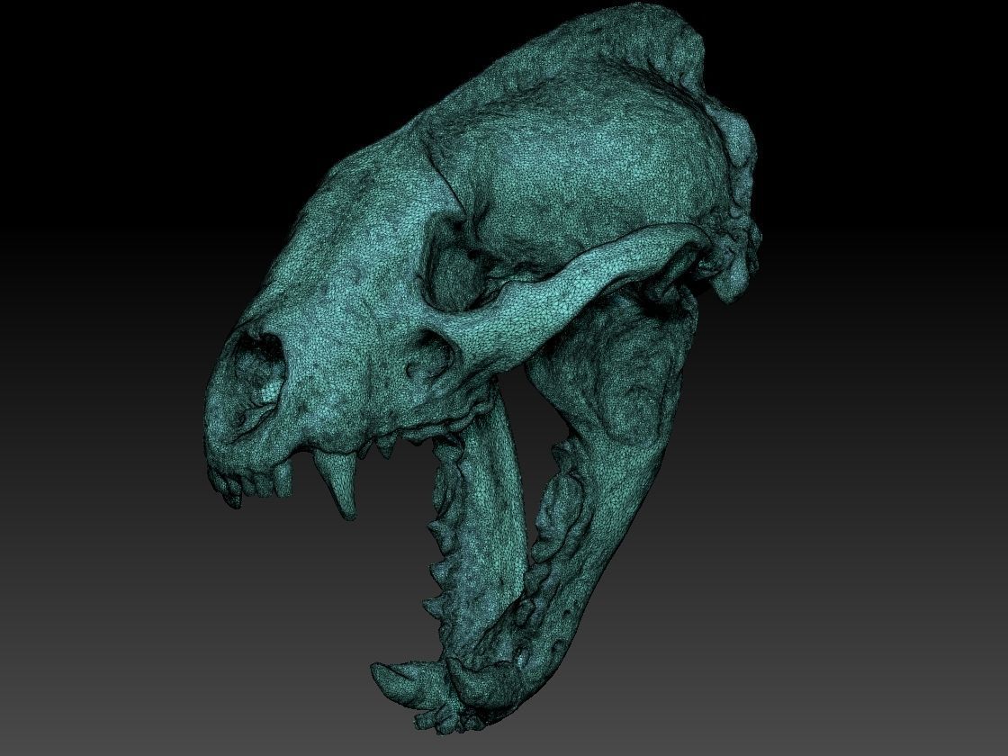 Badger Skull with open jaw 3D model_2