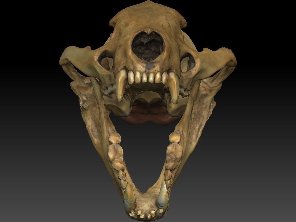 Badger Skull with open jaw 3D model_9