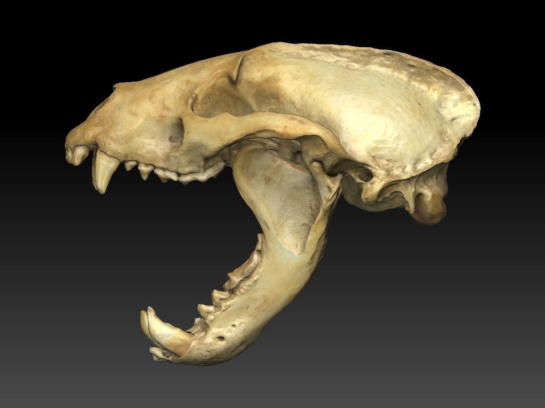 Badger Skull with open jaw 3D model_3