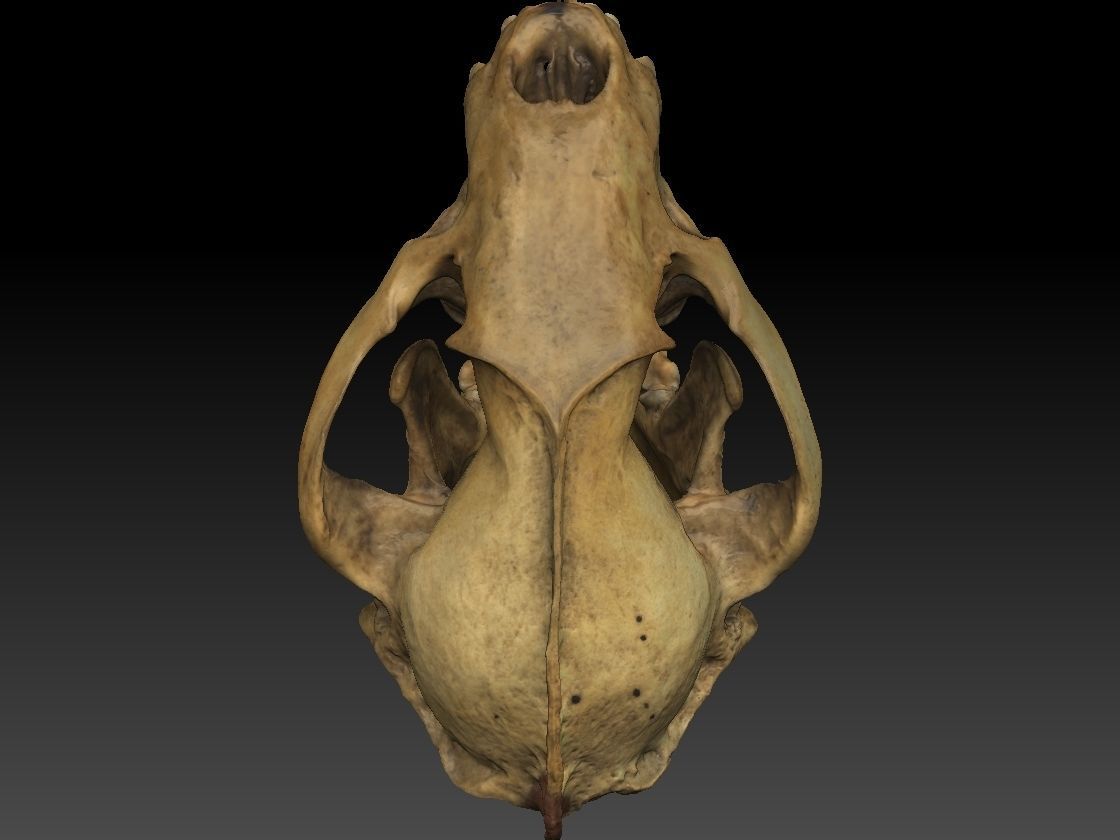 Badger Skull with open jaw 3D model_8