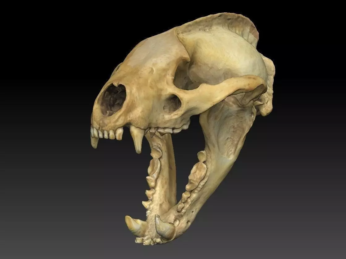 Badger Skull with open jaw 3D model_0