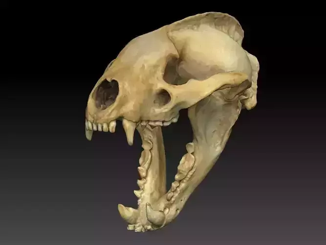 Badger Skull with open jaw 3D model